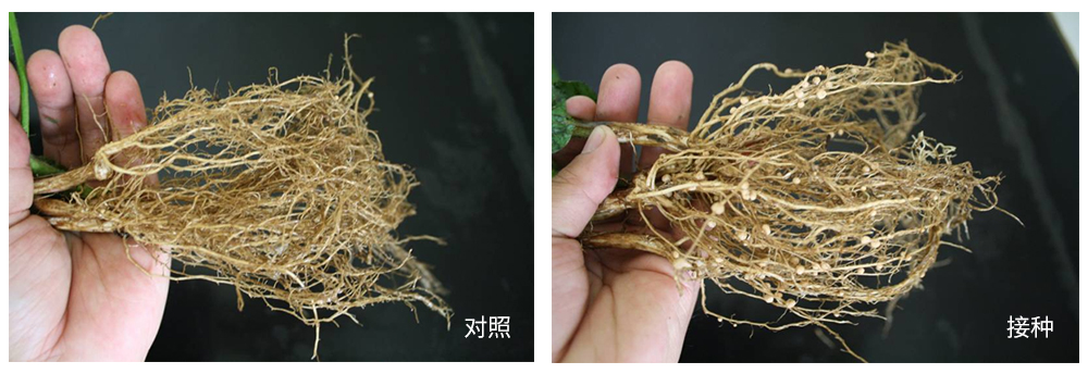 k豆钱包生物推进根瘤菌剂应用助力大豆产能提升