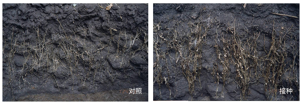 k豆钱包生物推进根瘤菌剂应用助力大豆产能提升