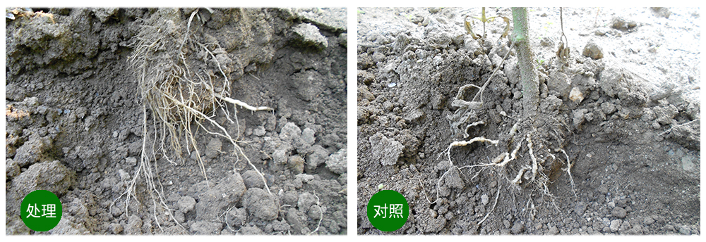 k豆钱包生物益根劲菌多糖解决黄瓜根结线虫问题