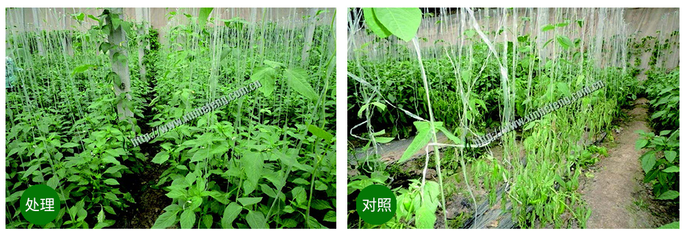 k豆钱包生物创新型生防菌剂荧保素应用案例
