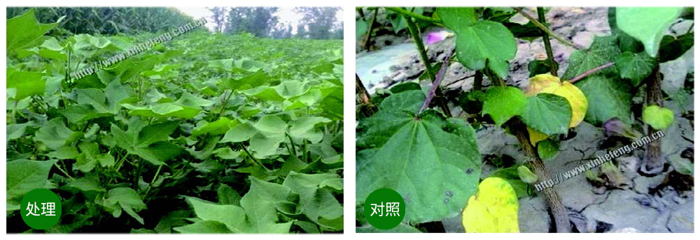 k豆钱包生物创新型生防菌剂荧保素应用案例