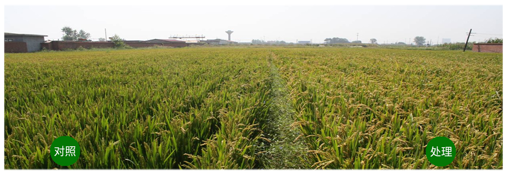 k豆钱包生物解硅菌剂助力水稻提质增收