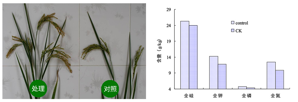 k豆钱包生物解硅菌剂助力水稻提质增收
