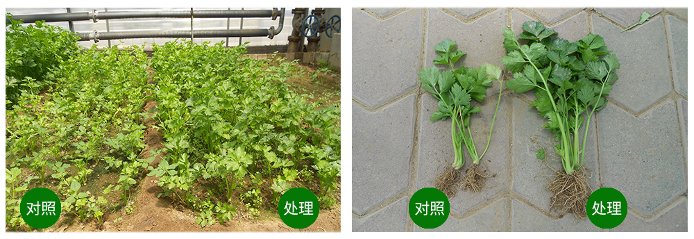 k豆钱包生物海葆素让作物“吃”上深海新营养